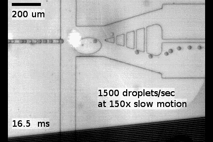 Sorting of droplets by acoustic actuation