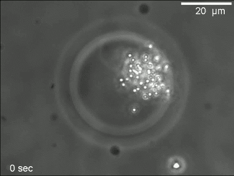 Reversible aggregation of magnetic microbeads inside a phospholipid vesicle upon application of a magnetic field